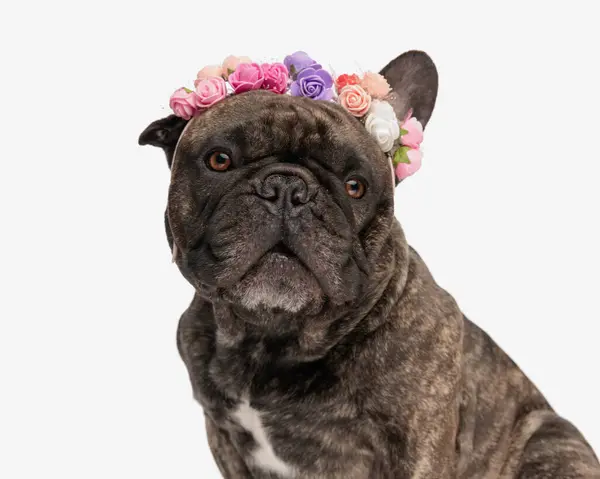 Dulce Pequeño Bulldog Francés Cachorro Con Flores Diadema Mirando Hacia —  Fotos de Stock