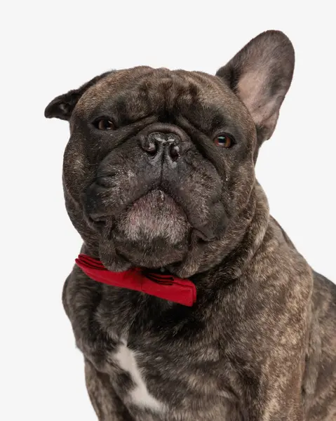 Elegant Young French Bulldog Dog Red Bowtie Looking Forward Sitting — Stock Photo, Image
