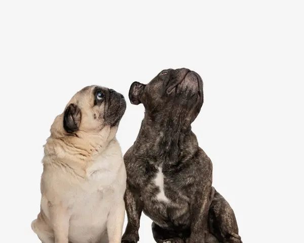 Greedy Couple Pug French Bulldog Puppies Looking Begging Snack While — Stock Photo, Image