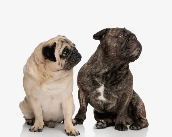 白い背景の前に座っている間好奇心と見上げている愛らしいフランスのブルドッグとパグ犬 — ストック写真