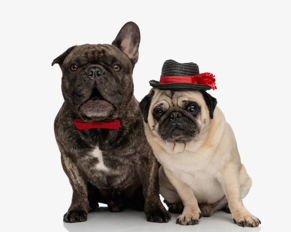Adorable Couple Two Elegant Dogs Hat Bowtie Sitting Looking Forward — Stock Photo, Image