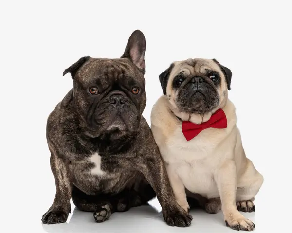 Adorable Couple French Bulldog Pug Puppies Looking Forward Sitting Front — Stock Photo, Image
