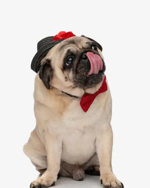 Greedy Pug Dog Hat Red Bowtie Looking Side Licking Nose — Stock Photo, Image