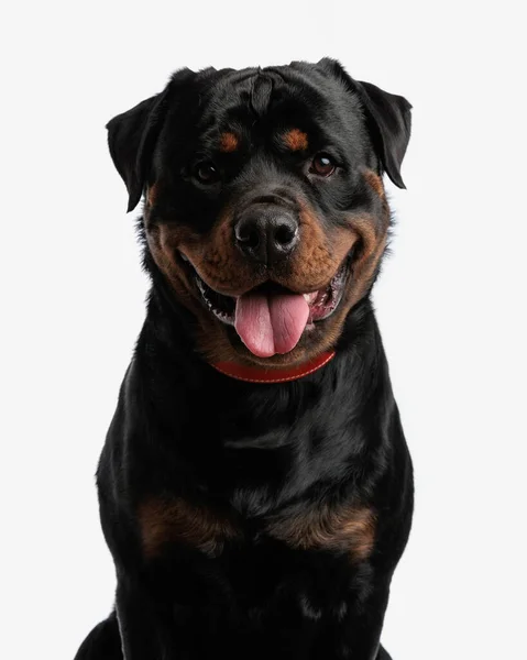 Cutout Picture Adorable Rottweiler Panting Tongue Being Happy Looking Forward — Stock Photo, Image