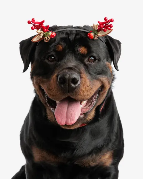 Beautiful Rottweiler Puppy Wearing Christmas Tree Branches Headband Looking Forward — Stock Photo, Image