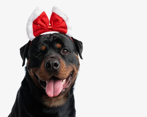 Retrato Lindo Perro Rottweiler Con Diadema Navidad Sobresaliendo Lengua Jadeando — Foto de Stock