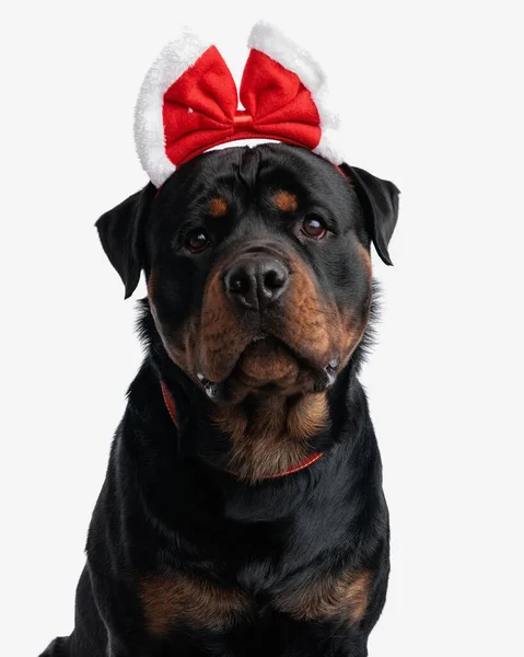 Adorable Rottweiler Dog Christmas Headband Looking Forward Sitting Front White — Stock Photo, Image