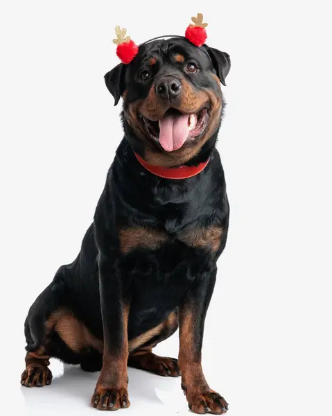 Sweet Rottweiler Dog Red Tassels Headband Sticking Out Tongue Sitting — Stock Photo, Image