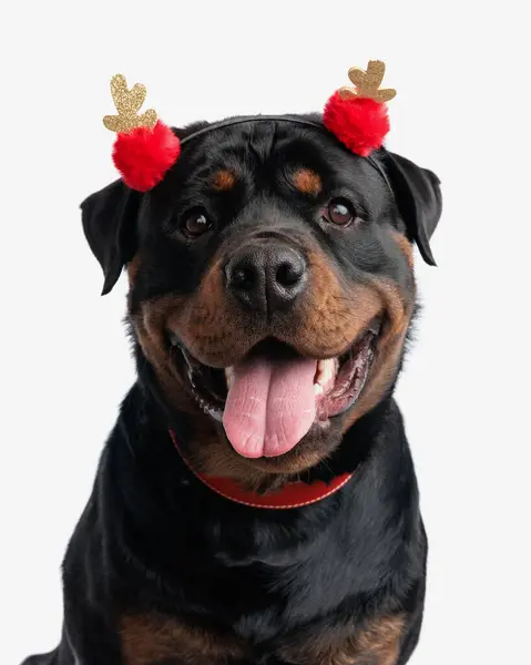 Portrait Happy Rottweiler Dog Red Tassels Headband Looking Panting Front — Stock Photo, Image