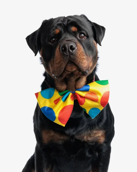 Cute Rottweiler Dog Looking Forward While Wearing Big Clown Bowtie — Stock Photo, Image
