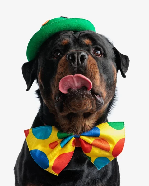 Curious Rottweiler Dog Wearing Clown Bowtie Green Hat Looking Licking — Stock Photo, Image