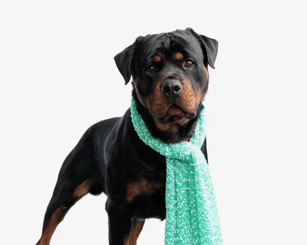 Vigilant Rottweiler Dog Scarf Standing Looking Forward Front White Background — Stock Photo, Image