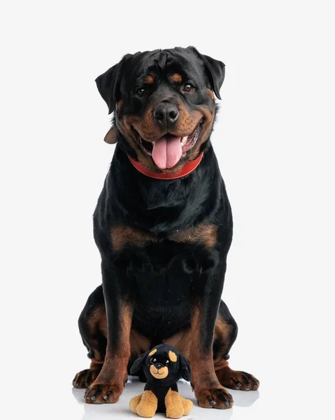 Happy Rottweiler Dog Sitting Neat Toy Version Looking Camera White — Stock Photo, Image
