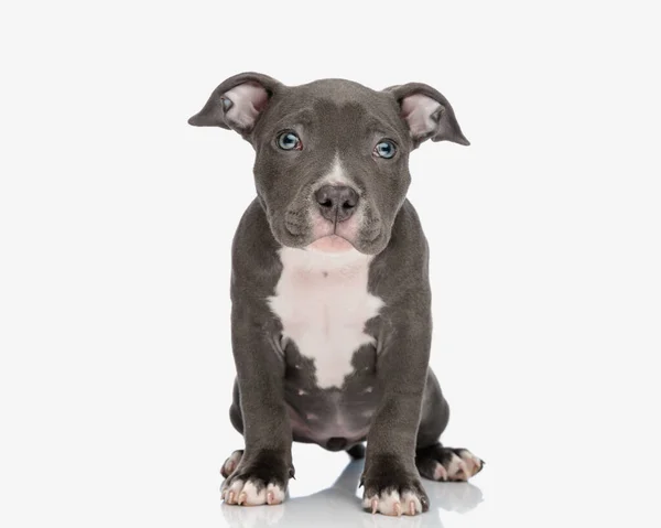 Verlegen Kleine Amerikaanse Pestkop Puppy Met Blauwe Ogen Kijken Vooruit — Stockfoto