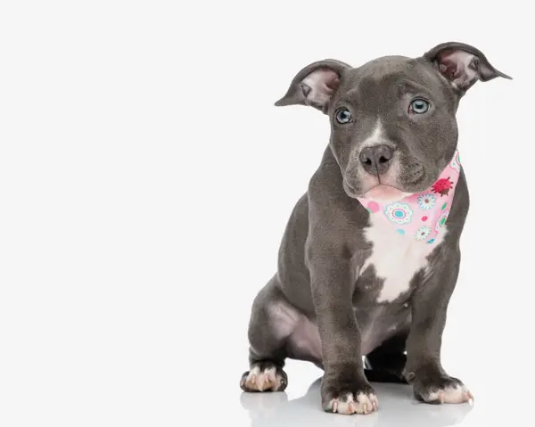 Beautiful American Bully Puppy Wearing Pink Bandana Neck Looking Away — Stock Photo, Image