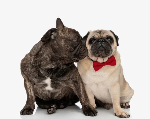 Cute Frenchi Puppy Kissing His Elegant Pug Partner While Wearing Royalty Free Stock Photos