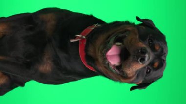 Kırmızı yakalı, dili dışarı çıkmış, soluk soluğa yeşil arka planda oturan mutlu köpek yavrusu.