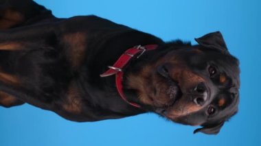 meraklı büyük siyah Rottweiler köpek yavrusu yukarı bakıyor, açgözlü ve soluk soluğa mavi arka planda