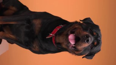 Güzel siyah Rottweiler yetişkin köpeğinin dikey videosu. Dili dışarı çıkmış, soluk soluğa kalmış, turuncu arka planda burnunu yalıyor.