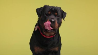 Kırmızı yakalı, ağzı ve burnu yalayan, nefesi kesilen ve sabırsızlıkla sarı arka planda yemek bekleyen aç bir köpek yavrusu.