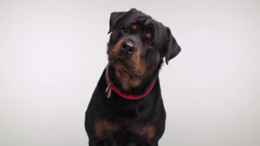 Güzel siyah Rottweiler köpeği, kırmızı yakalı, başını eğen, burnunu yalayan ve arka planda soluk soluğa kalan