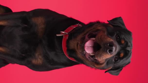 Pionowe Wideo Uroczego Psa Rottweiler Patrząc Górę Wystający Język Dysząc — Wideo stockowe