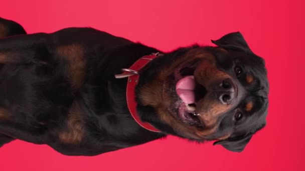 赤い襟が前方に見える愛らしいロットワイラーの子犬 鼻を舐め 舌を突き出して赤い背景にパンチ — ストック動画