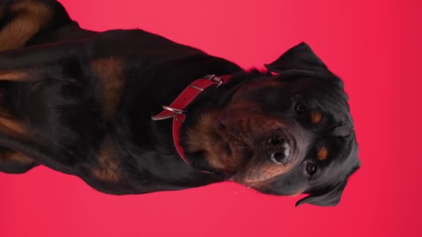Anak Anjing Rottweiler Bersemangat Dengan Kerah Merah Mencuat Lidah Menjilati — Stok Video