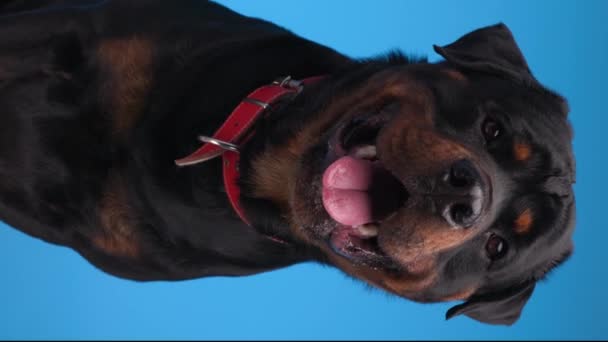 Vídeo Vertical Belo Cão Rottweiler Saindo Língua Ofegante Enquanto Sentado — Vídeo de Stock
