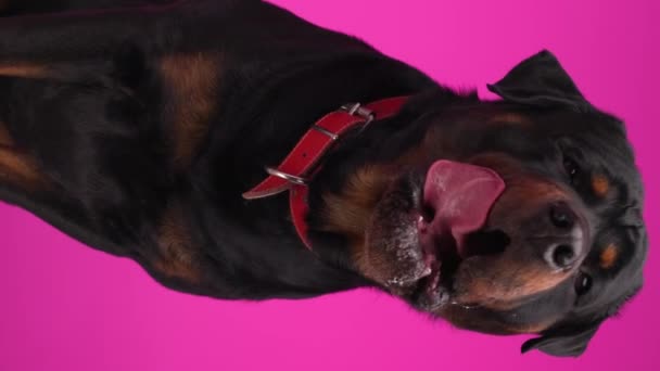 空腹のロットワイラー犬は鼻を舐め ドロールし 舌を突き出し ピンクの背景に座っている間パンチング — ストック動画