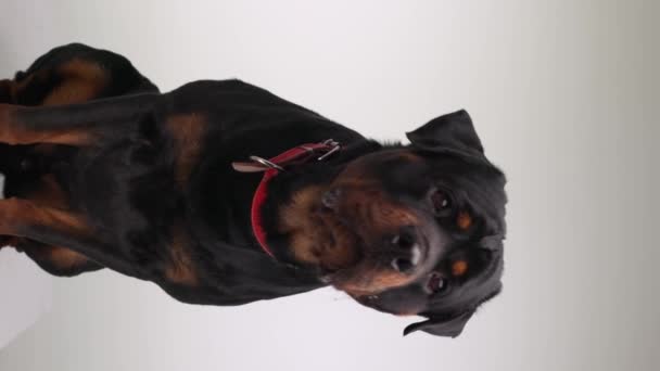 Kırmızı Yakalı Sevimli Rottweiler Köpeğinin Dikey Videosu Yukarı Bakıyor Dilini — Stok video