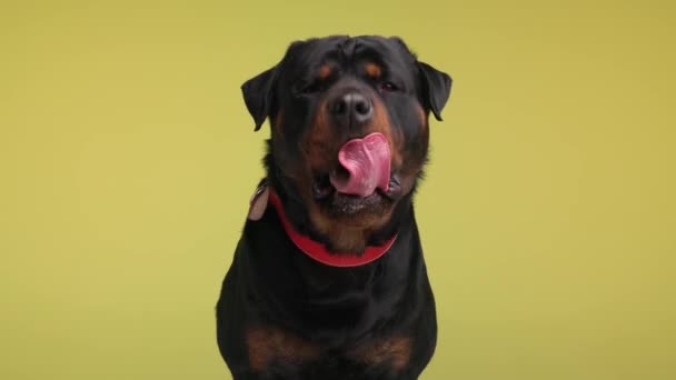 Adorabile Grande Cucciolo Rottweiler Con Colletto Rosso Attesa Leccare Naso — Video Stock