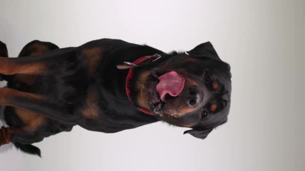 Codicioso Negro Rottweiler Adulto Perro Lamiendo Nariz Babeando Sobresaliendo Lengua — Vídeo de stock