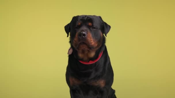 Greedy Black Rottweiler Dog Sticking Out Tongue Panting Licking Mouth — Stock Video