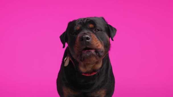 赤い襟が鼻と口を舐め 舌を出し ピンクの背景にスナックを待っている無情な大きな黒いロットワイラー犬 — ストック動画