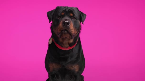 赤い襟を舐める鼻を持つ美しい黒いロットイラーの子犬は 貪欲で ピンクの背景に座っている間舌を突き出しています — ストック動画
