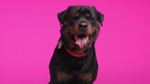 Άπληστοι Σκυλί Rottweiler Κόκκινο Γιακά Προεξέχει Γλώσσα Γλείφει Στόμα Και — Αρχείο Βίντεο