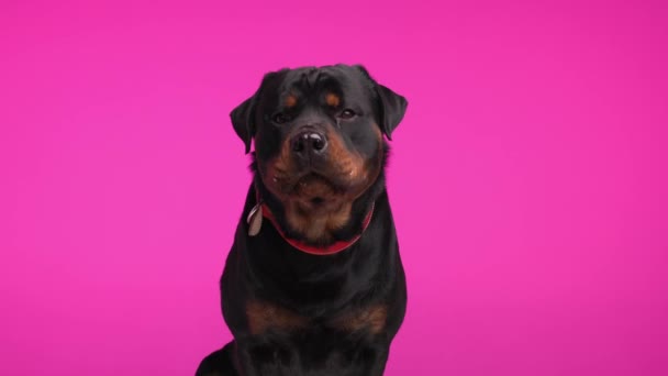Schattige Rottweiler Hond Met Rode Kraag Naar Voren Kijken Steken — Stockvideo