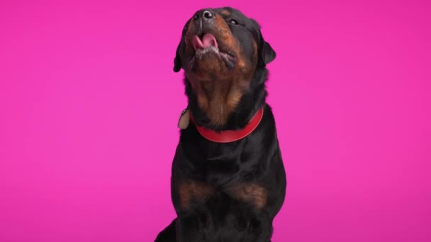饥肠辘辘的成年狗抬起头 贪婪地舔着嘴 坐着等待粉色背景的小吃 — 图库视频影像