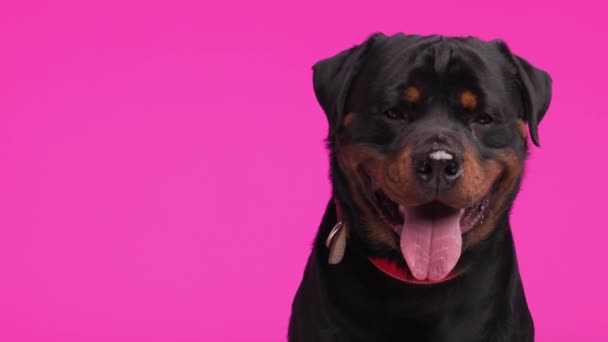 Gyönyörű Rottweiler Kutya Piros Gallérral Kiálló Nyelv Lihegés Miközben Előre — Stock videók