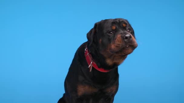 Açgözlü Büyük Rottweiler Yetişkin Köpek Burnunu Yalıyor Salya Akıtıyor Mavi — Stok video