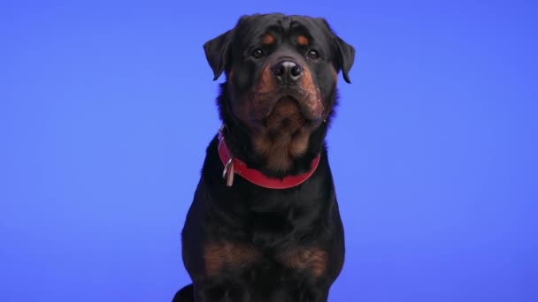 Fröhlicher Rottweiler Hund Mit Rotem Halsband Wartet Auf Einen Imbiss — Stockvideo
