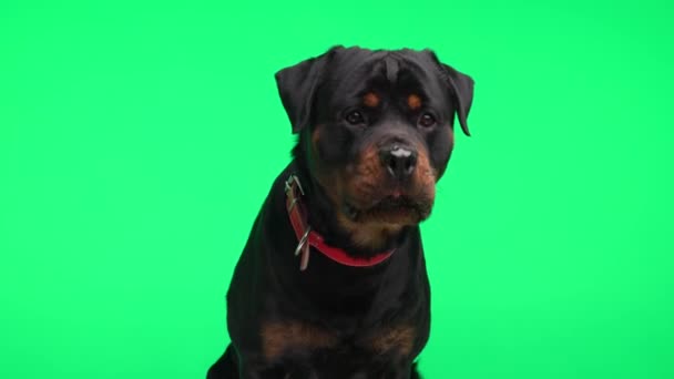 Rozkošný Rotvajler Pes Červeným Límečkem Těšit Lízání Nosu Být Netrpělivý — Stock video