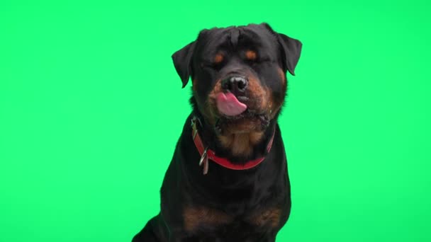 かわいいロットワイラーの子犬 楽しみにしています 鼻を舐めます 舌を突き出し 緑の背景に座っている間パンチ — ストック動画