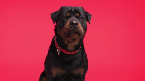 貪欲な大きな黒いロットワイラー犬と赤い襟が舌とパンチを突き出し 唾液をドロップし 赤い背景に座っている — ストック動画