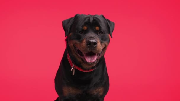 Projeto Vídeo Belo Cão Rottweiler Saindo Língua Ofegante Enquanto Olha — Vídeo de Stock