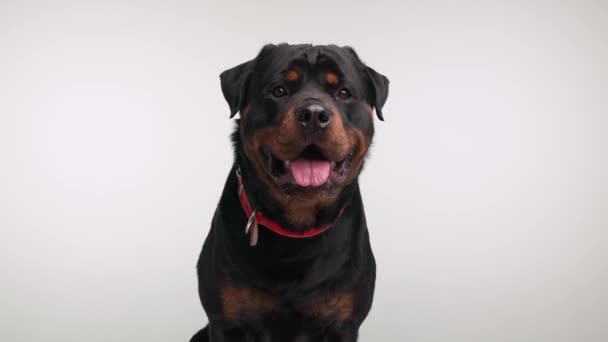 Sweet Rottweiler Dog Red Collar Looking Forward Panting Licking Nose — Stock Video
