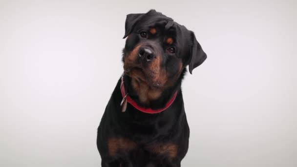 Όμορφο Μαύρο Rottweiler Σκυλί Κόκκινο Γιακά Γέρνει Κεφάλι Γλείφει Μύτη — Αρχείο Βίντεο
