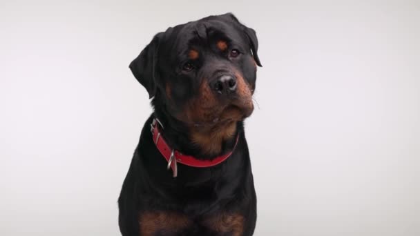 Bonito Rottweiler Cão Com Colarinho Vermelho Saindo Língua Ofegante Babando — Vídeo de Stock
