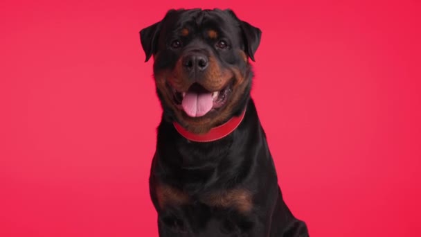 Adorável Grande Rottweiler Cão Com Colarinho Vermelho Saindo Língua Ofegante — Vídeo de Stock